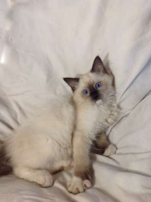 Котенок мальчик ragdoll
