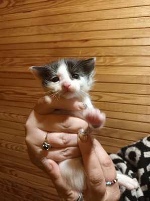 Котята полукровки МэйнКун в Братске фото 5