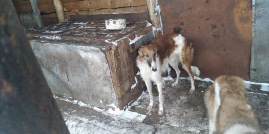 Продаются русские псовые борзые