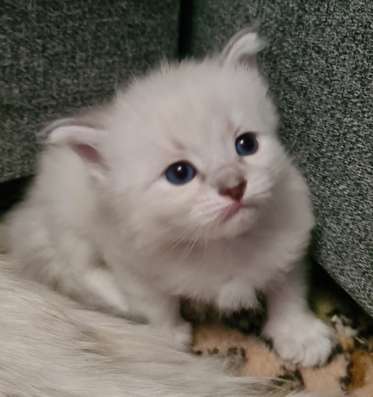 Котята невские маскарадные в Москве