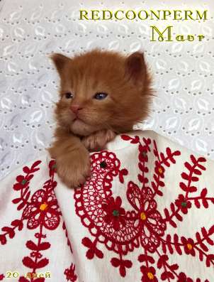 Котенок мейн кун красный солид. Шоу класс