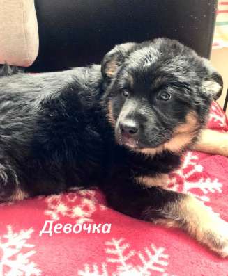 Красивый 5 мес щенок Джони ищет дом! в Москве фото 8
