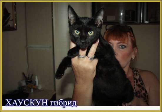 КОРОТКОШЕРСТНЫЕ МЕЙН КУНЫ!!!!! в Москве