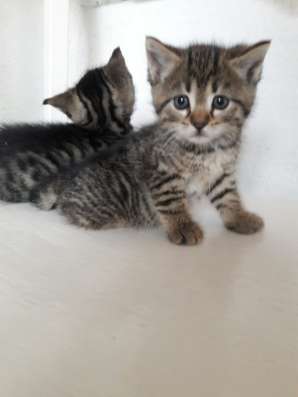 Котенок девочка тигрового окраса