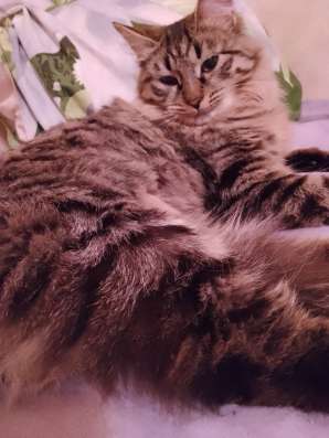 Кошка мегги