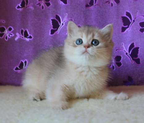 Британская шиншилла фото 3