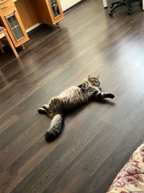 Отдам даром кота