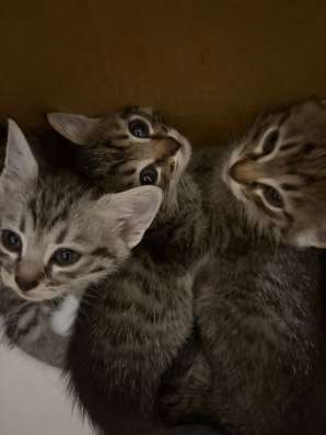 котята в Кирове фото 3