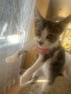 Котята в Краснодаре