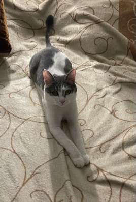 Котик в добрые руки