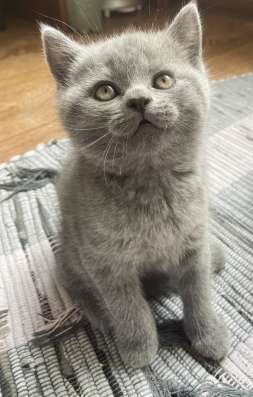 Котики скоттиш фолд и скоттиш страйт фото 3