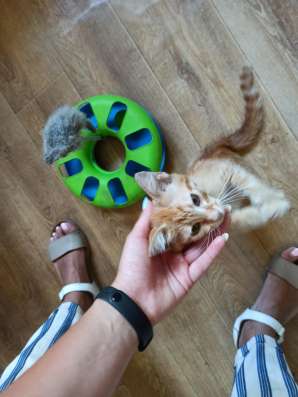 Отдам рыжего котёнка