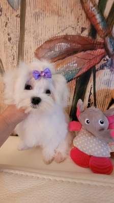 Мини Мальиезе Information_puppylove в Москве фото 3