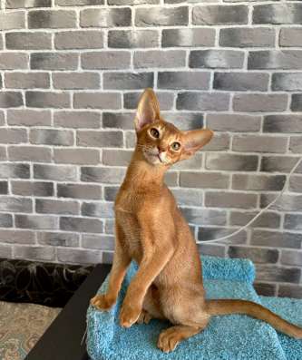 Абиссинские котики