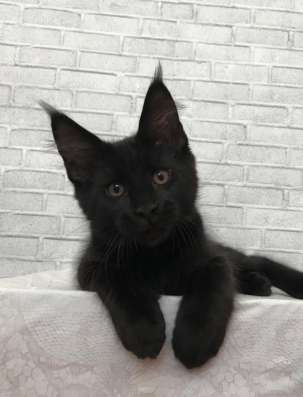 Котик Мейн-кун с документами из питомника в Москве