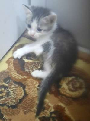 Отдам котят в добрые руки в Ижевске фото 5