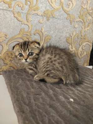 Шотландские котята фото 18