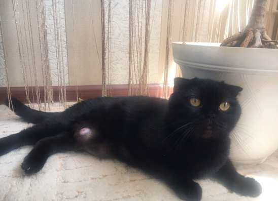 Котята: Британец и Вислоухие Шотландцы