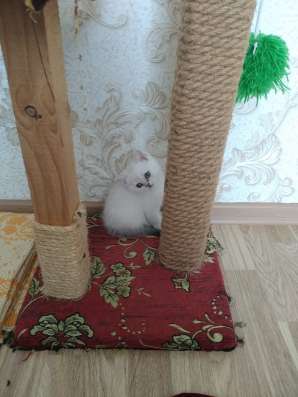 Продам шотландских котят фото 9