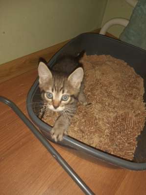 Котята в добрые руки, бесплатно в Подольске фото 3
