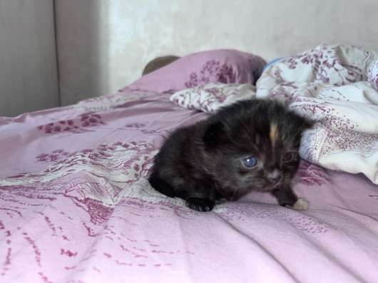 Котенок в добрые ручки в Жигулевске фото 3