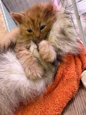 Котенок в добрые руки