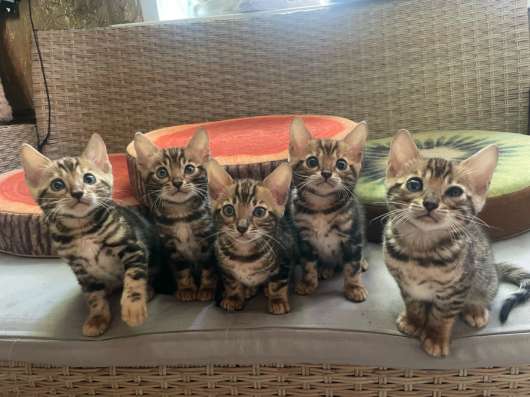 Бенгальские котята в Воронеже фото 6