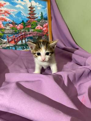 Котенок в добрые руки