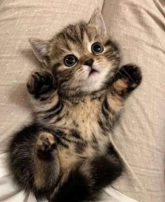 Шотландские котята
