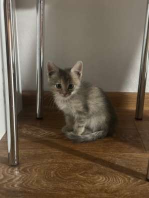 Котенок в добрые руки