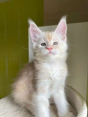 Котята мейн-кун продажа в Туле фото 10