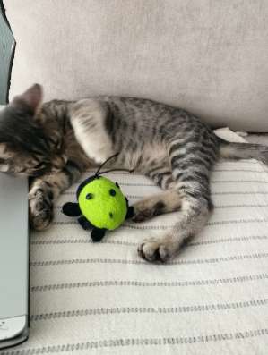 Отдам в дар котенка фото 10