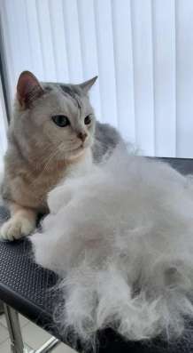 Стрижка кошек в Химках
