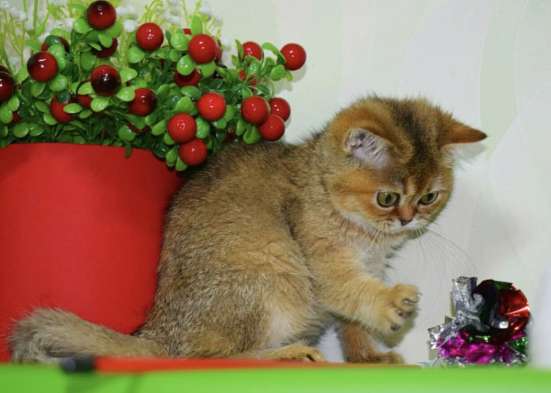 Шотландская кошечка