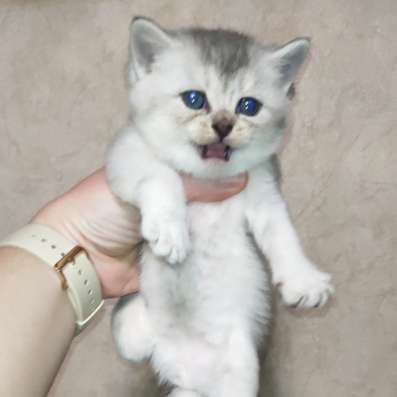 Продам шотландского котенка