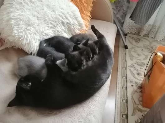 Британские котята в Пушкино фото 7
