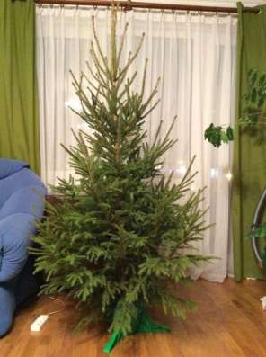 Живая Ель и сосна высота 2м
