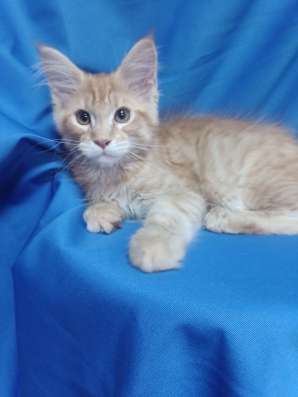 Red Maine Coon, boys фото 7