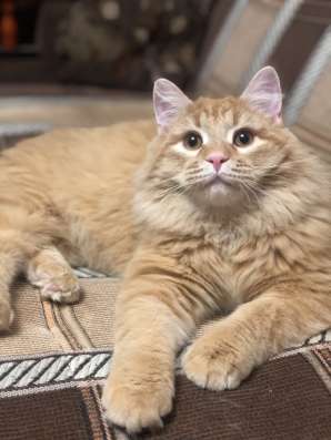 Невероятно классный солнечный котик ищет дом! в Люберцы фото 3