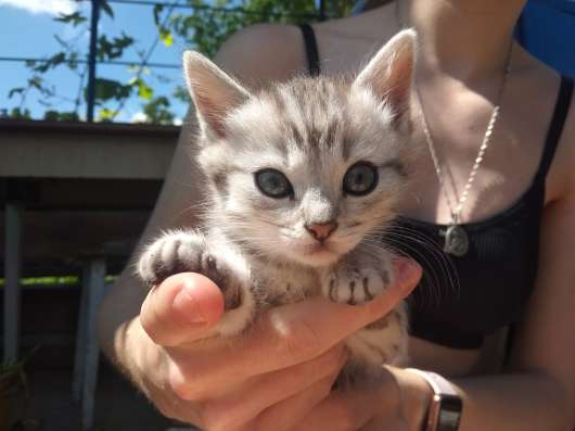 Отдам котят бесплатно фото 3
