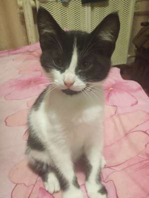 Котята в хорошие руки фото 4