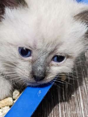 Котята в добрые руки в Истре фото 4