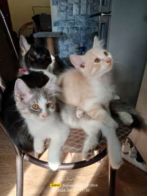 Котята в хорошие руки фото 13
