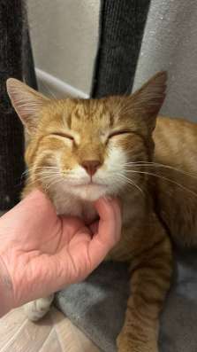 Котенок в добрые руки в Уфе
