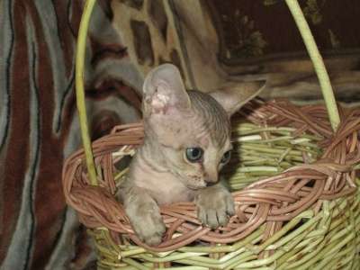 Котята канадского сфинкса в Архангельске фото 5