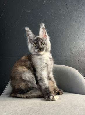 Maine Coon kittens. Home nursery фото 7