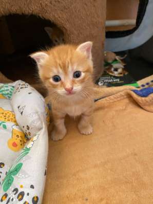 Шотландские котята в Батайске