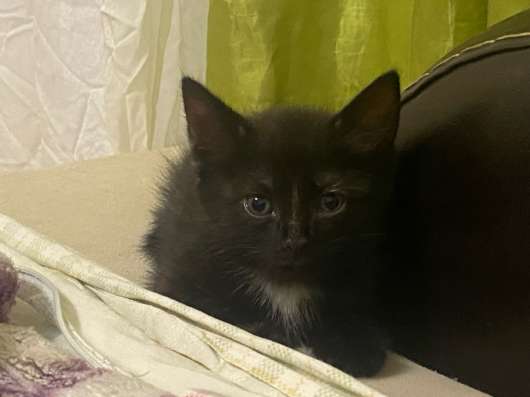 Котята ищут семью в Энгельсе фото 3
