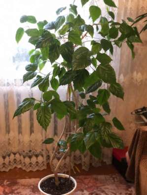 Цветы для дома и офиса в Ставрополе фото 10