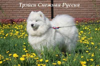 Самоед щенки в Новом Уренгое фото 7